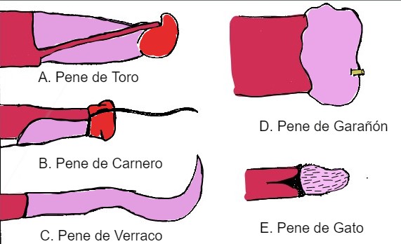 Penes distintas especies