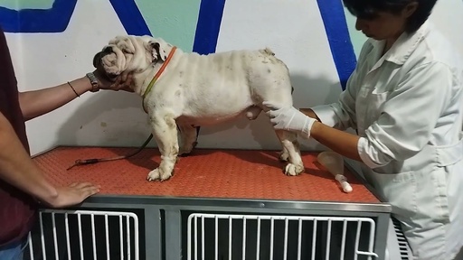 Técnica de recolección de semen en perros (VÍDEO)